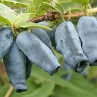 Саджанець Жимолость їстівна Спокуса в контейнері